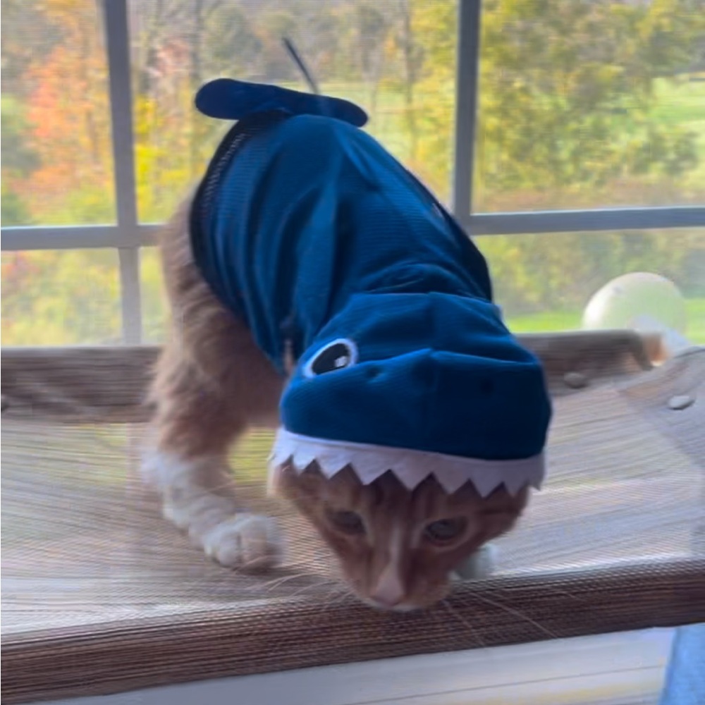 Pet Shark Costume in Blue